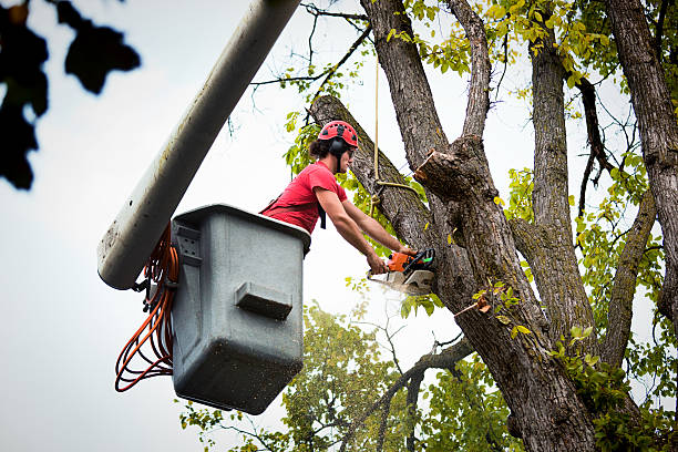 Trusted Centralia, MO Tree Removal and Landscaping Services Experts